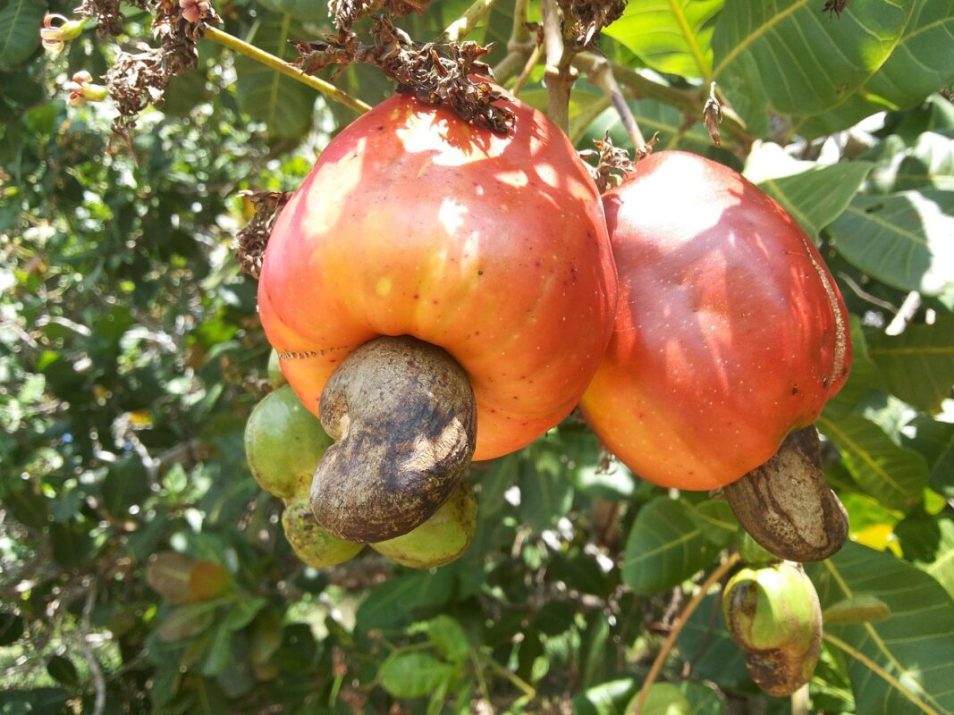 Cashew nut tree