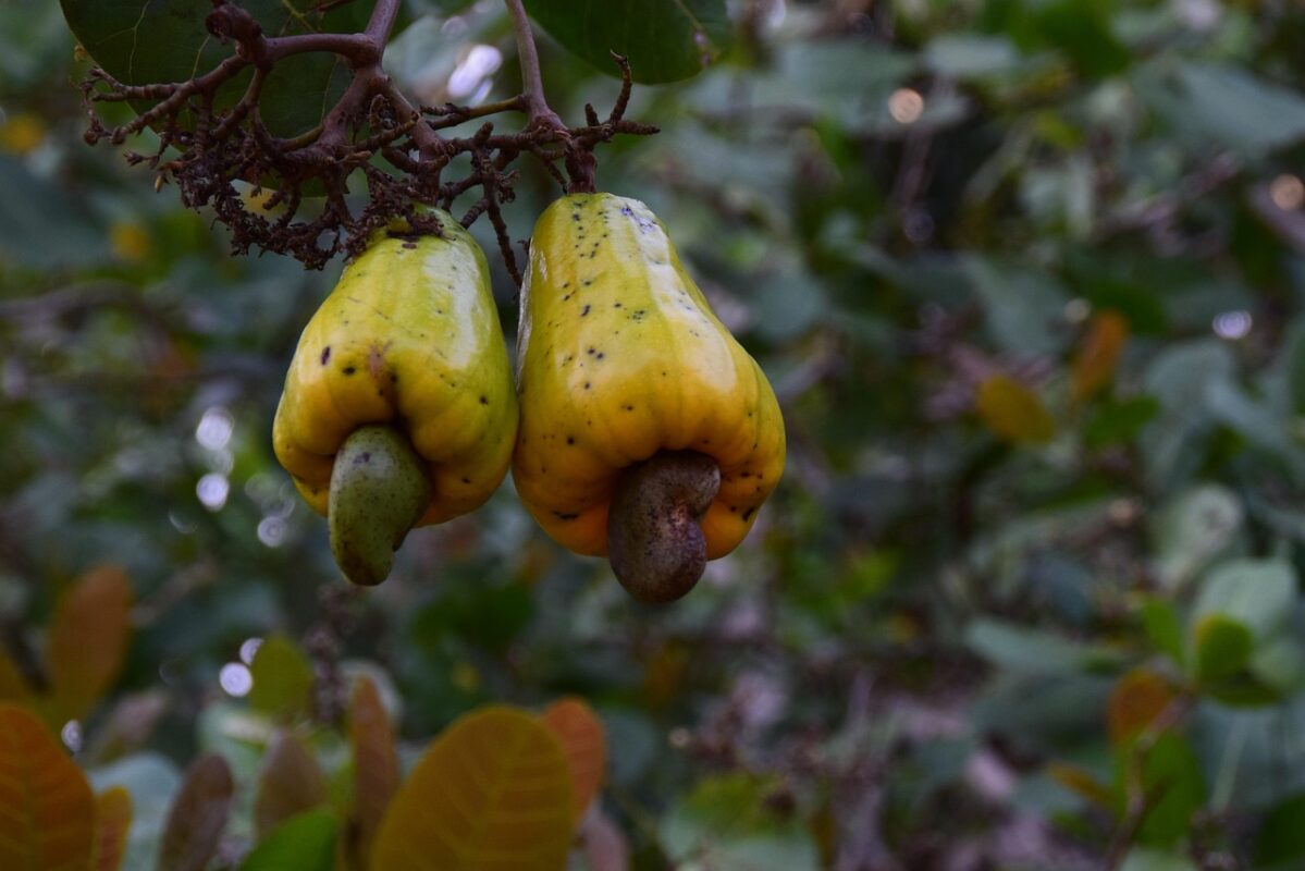 cashew nut tree