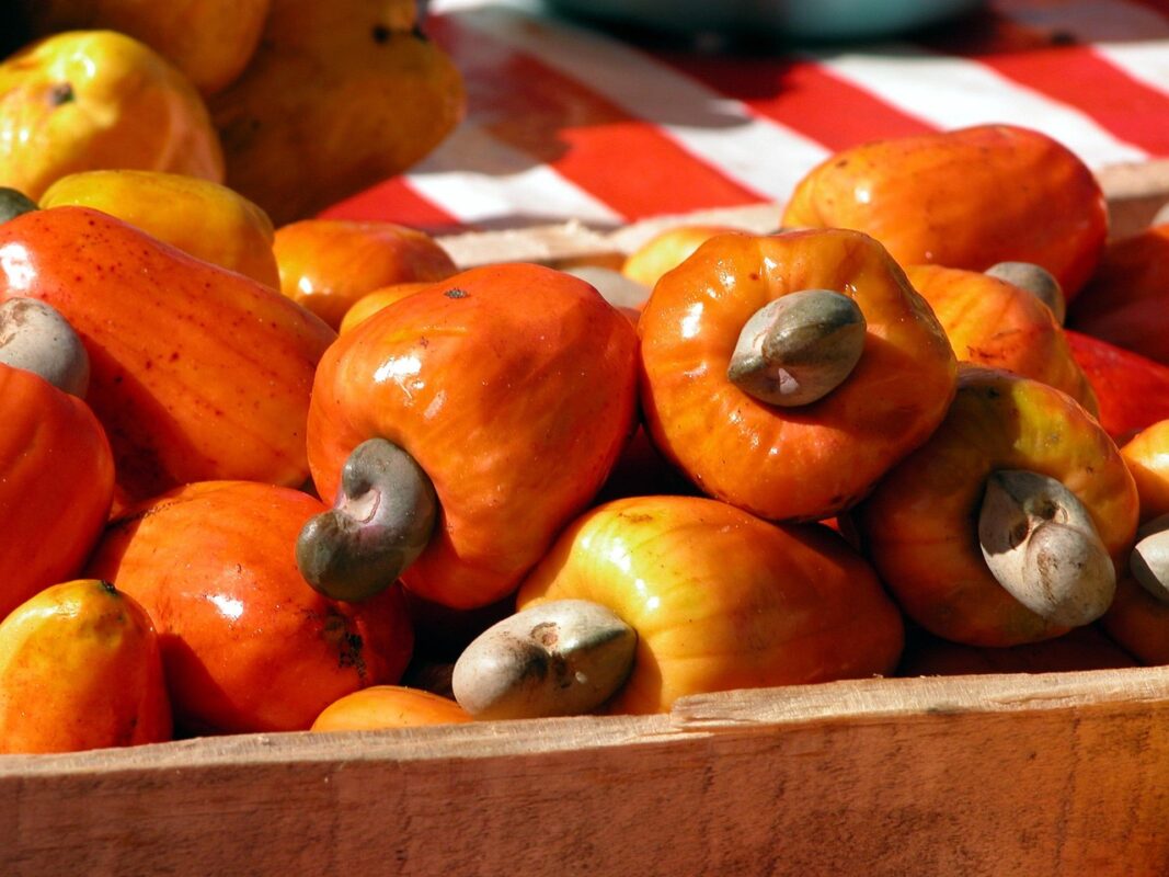 Cashew nut tree